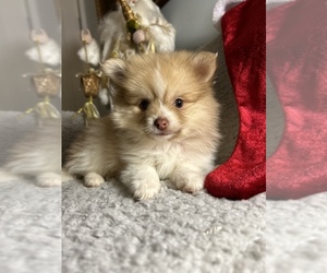 Pomeranian Dogs for adoption in SELDEN, NY, USA