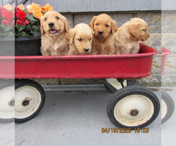 Medium Photo #5 Golden Retriever Puppy For Sale in SINGERS GLEN, VA, USA