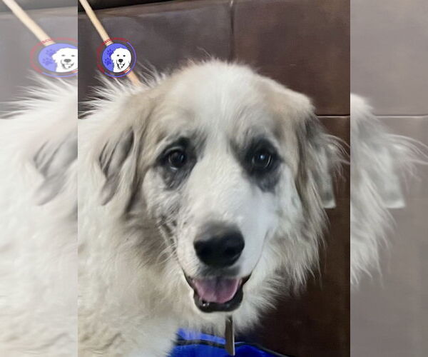 Medium Photo #2 Great Pyrenees Puppy For Sale in Spring, TX, USA