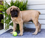 Small #7 Mastiff