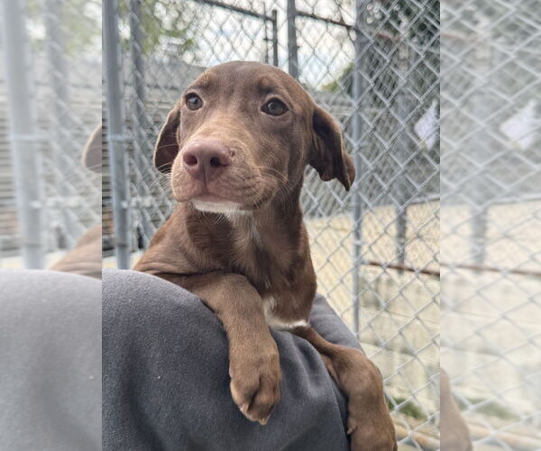 Medium Photo #2 Mutt Puppy For Sale in Elmsford, NY, USA