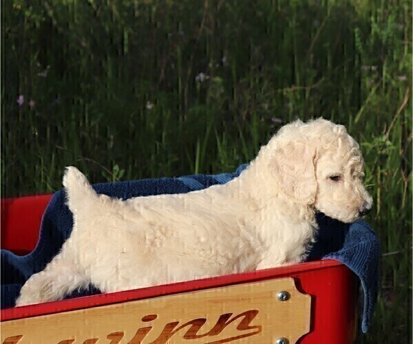 Medium Photo #36 Poodle (Standard) Puppy For Sale in LAKE CITY, FL, USA