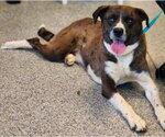 Small #1 Boxer-Great Pyrenees Mix