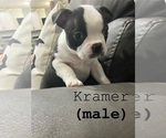 Puppy Kramer Boston Terrier