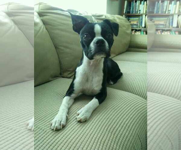 Medium Photo #3 Boston Terrier Puppy For Sale in Buffalo, MN, USA
