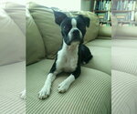 Small #2 Boston Terrier