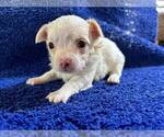 Small #16 Chihuahua