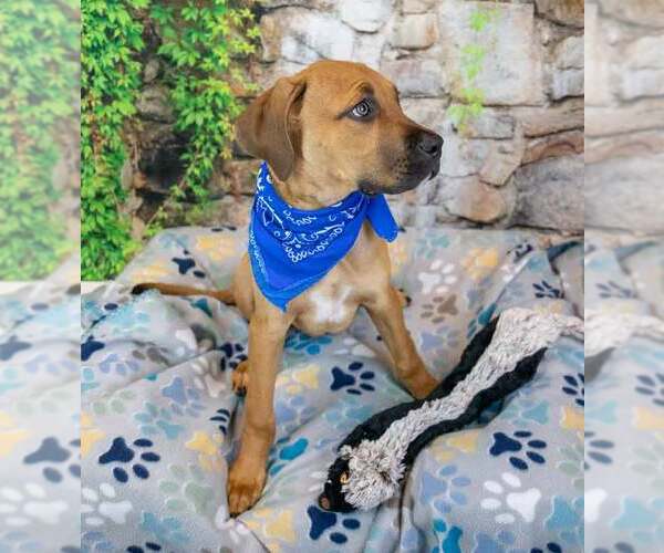 Medium Photo #4 Bull-Boxer Puppy For Sale in Kennesaw, GA, USA