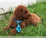 Small Photo #7 Poodle (Toy) Puppy For Sale in EAST EARL, PA, USA