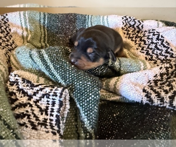 Medium Photo #2 Dachshund Puppy For Sale in DOTHAN, AL, USA