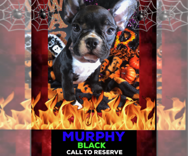 Medium Photo #1 French Bulldog Puppy For Sale in HEATHROW, FL, USA
