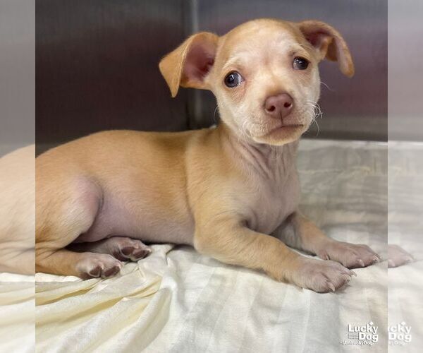 Medium Photo #5 Chihuahua-Unknown Mix Puppy For Sale in Washington, DC, USA