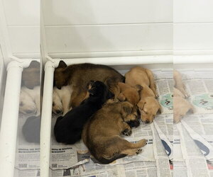 Breezy Skies - Male German Shepherd Dog-Unknown Mix Dog for Adoption - Photo #2