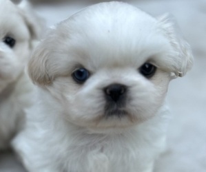 Pekingese Puppy for sale in MESQUITE, TX, USA