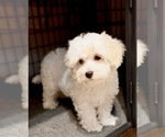 Small Photo #7 Maltipoo (Miniature) Puppy For Sale in ALEXANDRIA, VA, USA