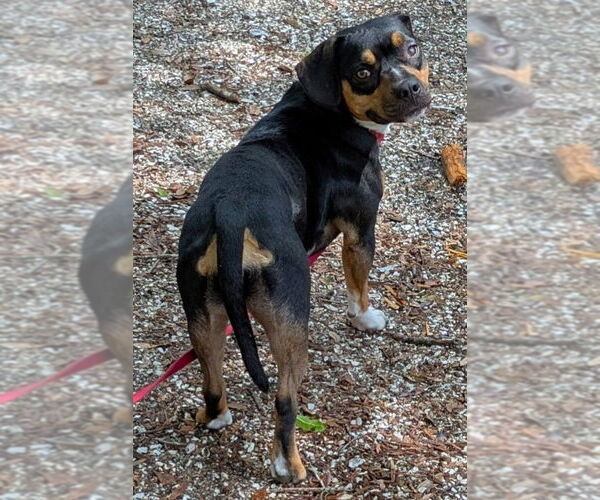 Medium Photo #16 Beabull Puppy For Sale in Dunnellon, FL, USA