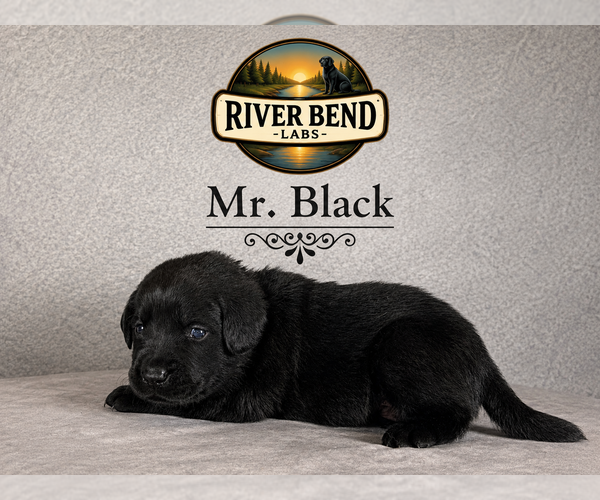 Medium Photo #3 Labrador Retriever Puppy For Sale in WHITNEY, TX, USA
