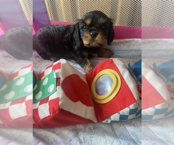 Medium Photo #3 Cavalier King Charles Spaniel Puppy For Sale in STE GENEVIEVE, MO, USA