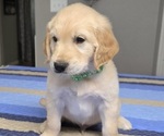 Small #6 Golden Retriever