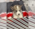 Small Photo #60 Pomsky-Shiba Inu Mix Puppy For Sale in NASHUA, NH, USA