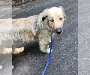 Great Pyrenees-Unknown Mix Dogs for adoption in Croydon, NH, USA