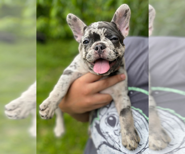 Medium Photo #3 French Bulldog Puppy For Sale in PITTSBURGH, PA, USA