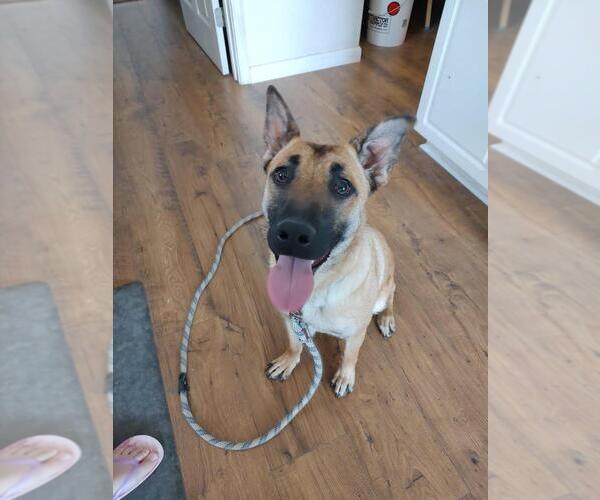 Medium Photo #3 Mutt Puppy For Sale in Imlay City, MI, USA