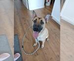 Small #2 Mutt