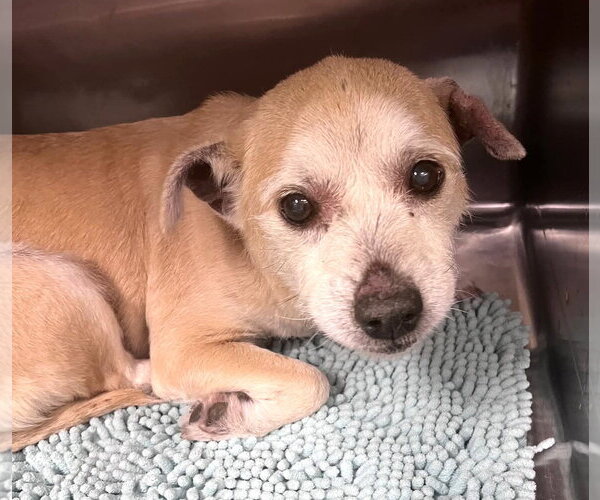 Medium Photo #7 Mutt Puppy For Sale in Boonton, NJ, USA