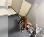 Small #2 American Pit Bull Terrier