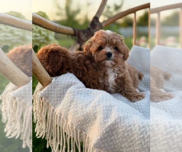 Medium Photo #1 Maltipoo (Miniature) Puppy For Sale in MIAMI, FL, USA
