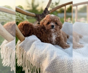 Maltipoo (Miniature) Puppy for sale in MIAMI, FL, USA