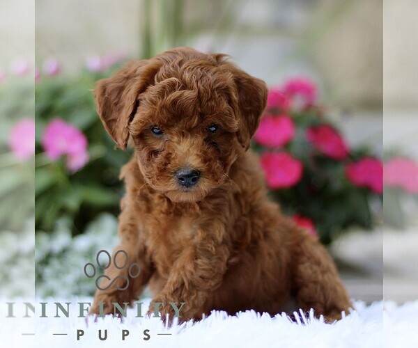 Medium Photo #5 Poodle (Toy) Puppy For Sale in BIRD IN HAND, PA, USA