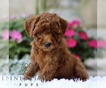 Small #4 Poodle (Toy)