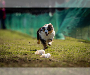 Father of the Miniature American Shepherd puppies born on 06/25/2025