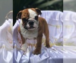 Small Photo #3 Bulldog Puppy For Sale in ORLANDO, FL, USA