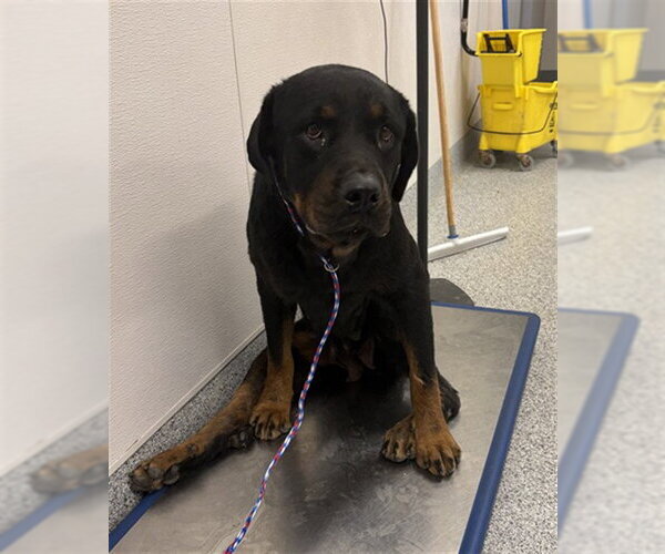 Medium Photo #1 Rottweiler Puppy For Sale in Houston, TX, USA