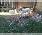 Small #1 American Bulldog Mix