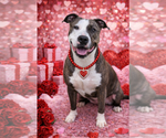 Small #2 American Staffordshire Terrier