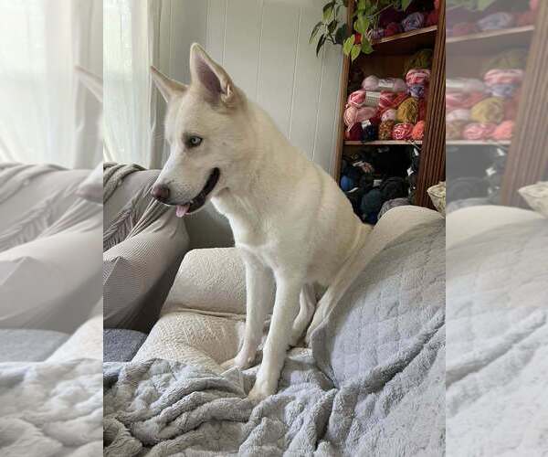 Medium Photo #7 Siberian Husky Puppy For Sale in New York, NY, USA