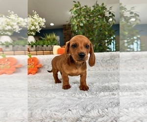 Dachshund Puppy for sale in GREENFIELD, IN, USA