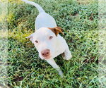 Small Photo #3 Mutt Puppy For Sale in Claremore, OK, USA