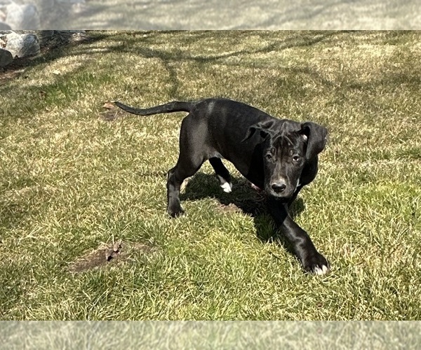 Medium Photo #5 Great Dane Puppy For Sale in MIDDLEBURY, IN, USA