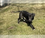 Small Photo #5 Great Dane Puppy For Sale in MIDDLEBURY, IN, USA