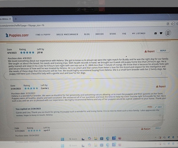 Medium Photo #12 Poodle (Miniature) Puppy For Sale in WHITEWATER, WI, USA