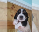 Small Photo #18 Basset Hound Puppy For Sale in PETERSBURG, IN, USA