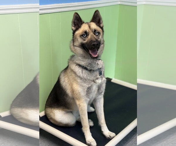 Medium Photo #6 Gerberian Shepsky Puppy For Sale in Spring Lake, NJ, USA