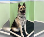 Small #5 Gerberian Shepsky