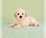 Small #3 Bichon Frise
