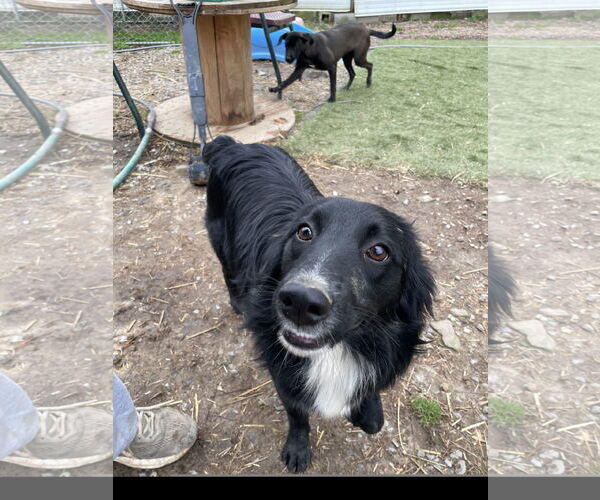 Medium Photo #5 Border Terrier-Unknown Mix Puppy For Sale in Tracy City, TN, USA